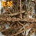 中药材瓦松瓦松草瓦花向天草天王铁塔草