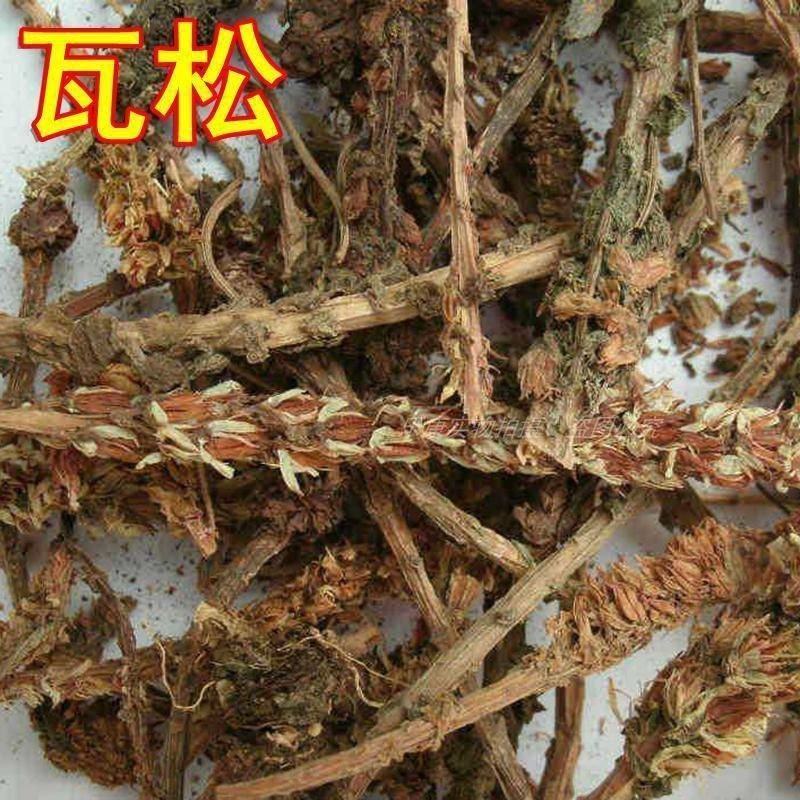 中药材瓦松瓦松草瓦花向天草天王铁塔草