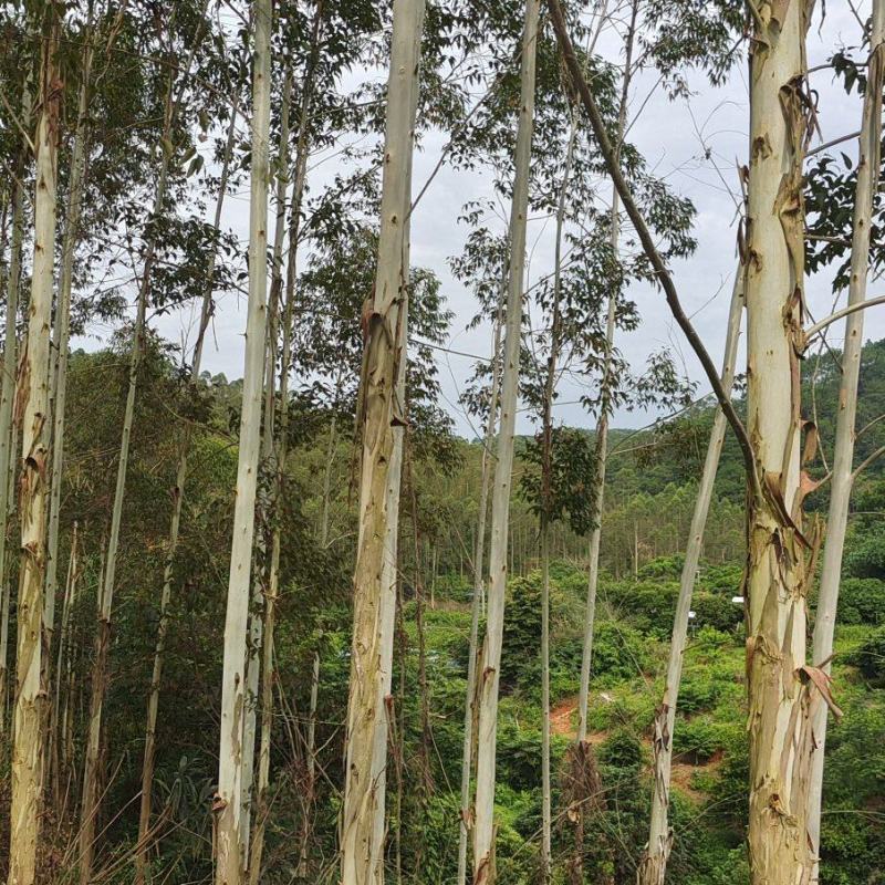 广西玉林桉树大量有货可以视频看货