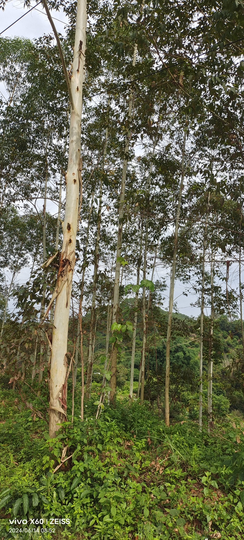 广西玉林桉树大量有货可以视频看货