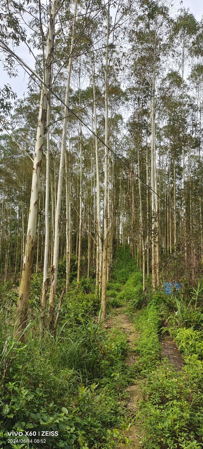 广西玉林桉树大量有货可以视频看货