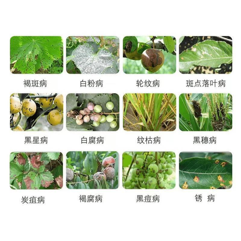百菌清蓝粉杀菌剂蔬菜果蔬花卉霜霉病白粉病轮纹病褐斑病疫病