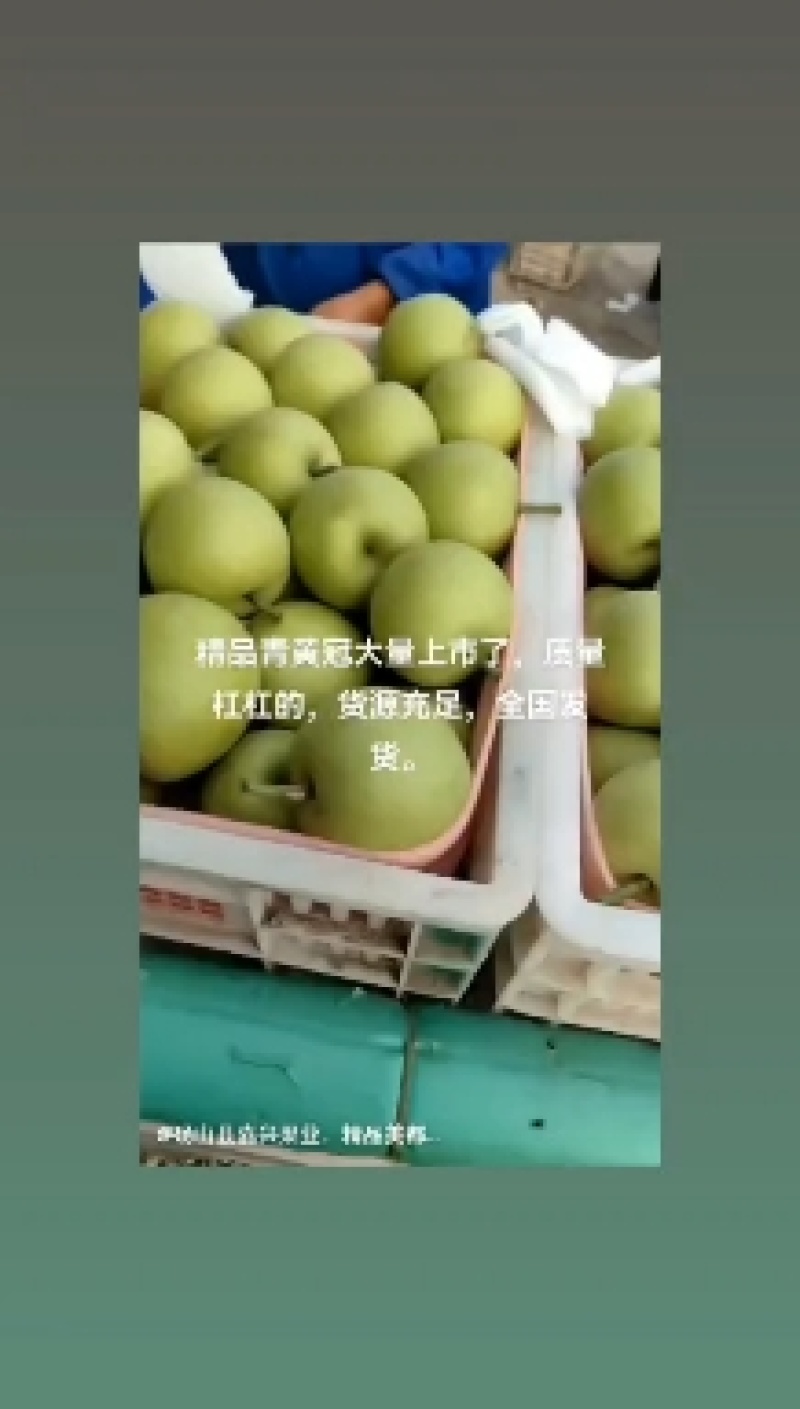皇冠梨，青皇冠梨，白皇冠梨，果肉细腻，口感脆甜，保质保量