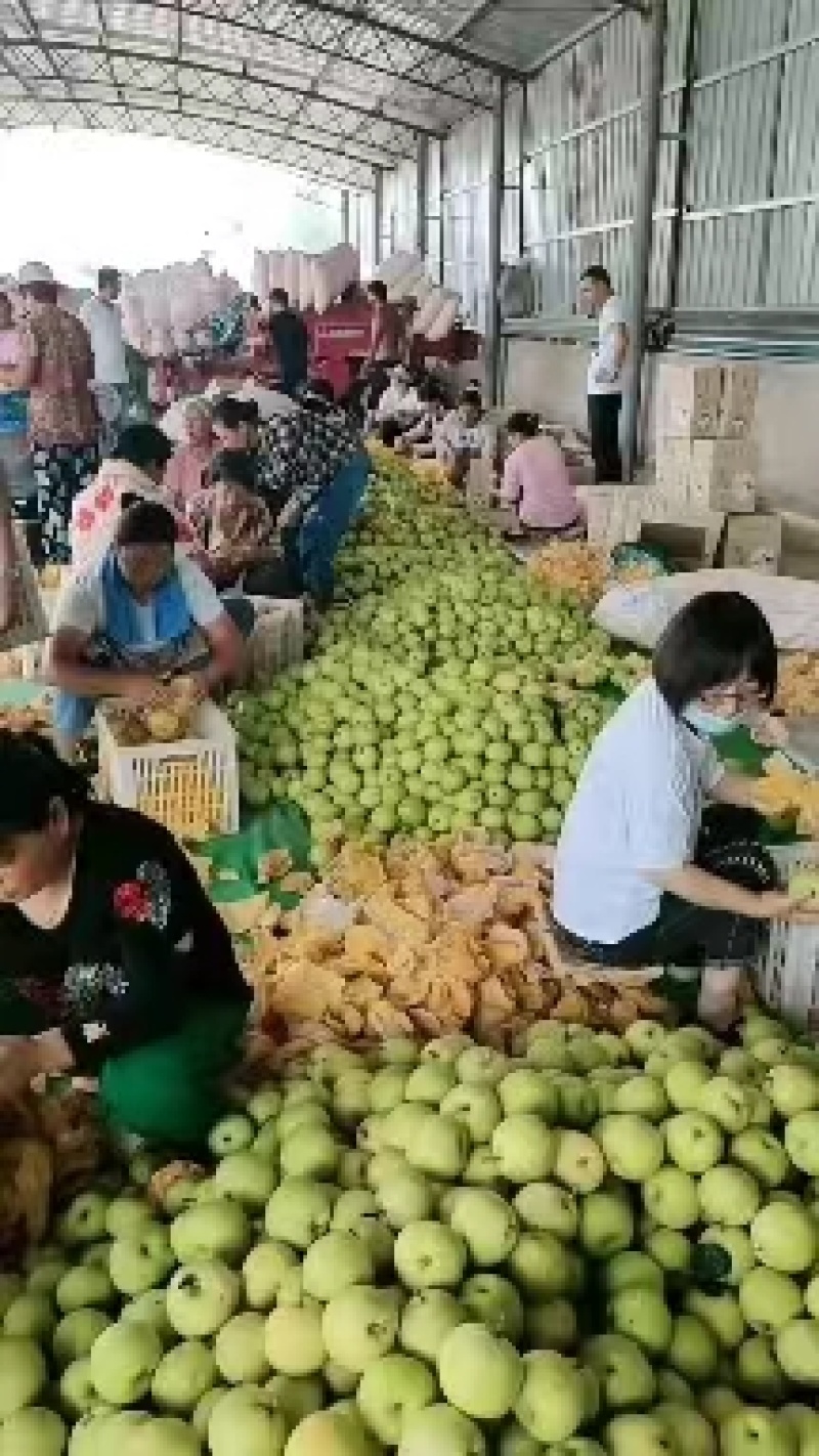皇冠梨，青皇冠梨，白皇冠梨，果肉细腻，口感脆甜，保质保量