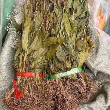 见血清中药材见血清见血青立地好羊耳蒜