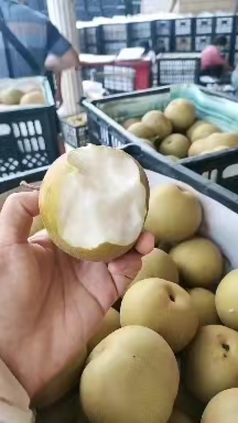 光果圆皇梨，套袋圆皇梨产地，果肉细腻，糖度高无渣保质保量
