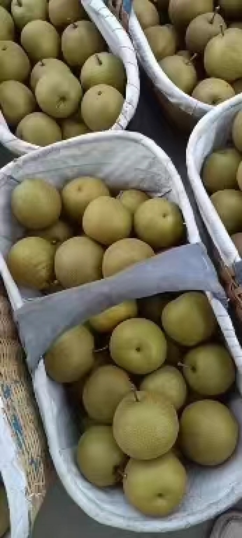 光果圆皇梨，套袋圆皇梨产地，果肉细腻，糖度高无渣保质保量