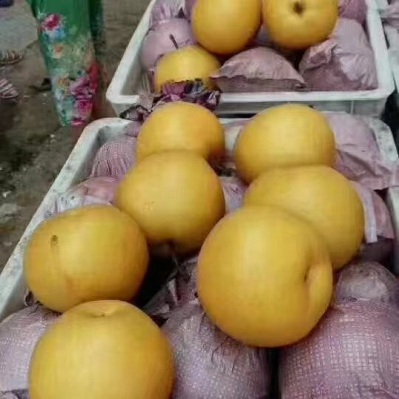 圆皇梨，光果圆皇梨，纸袋圆皇梨，对接电商，销售各大市场