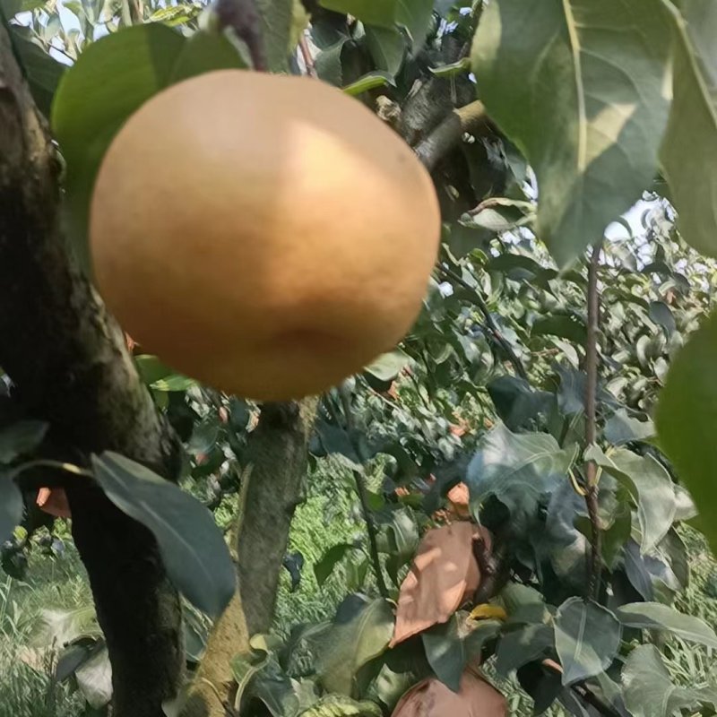 圆皇梨，光果圆皇梨，纸袋圆皇梨，对接电商，销售各大市场