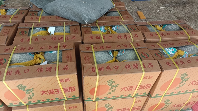 西州蜜哈密瓜，沙漠边缘沙地甜瓜，昼夜温差大糖分高
