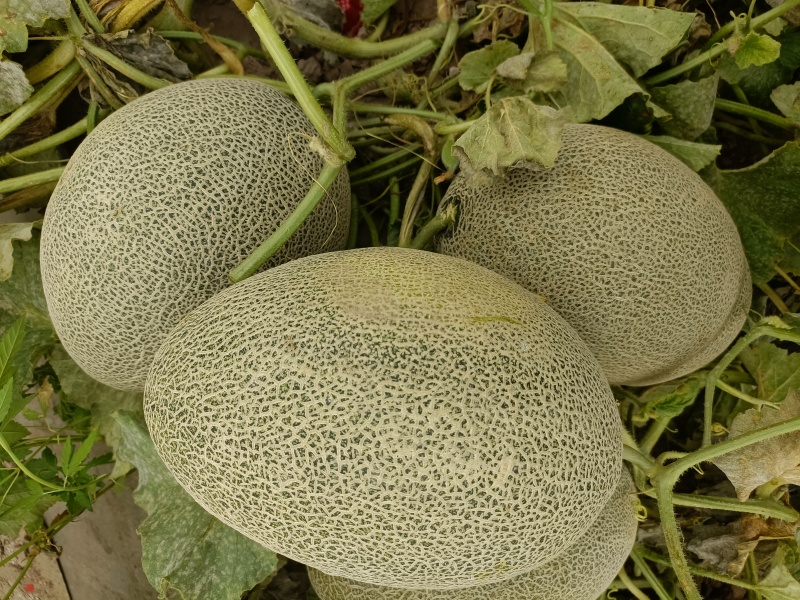 西州蜜哈密瓜，沙漠边缘沙地甜瓜，昼夜温差大糖分高