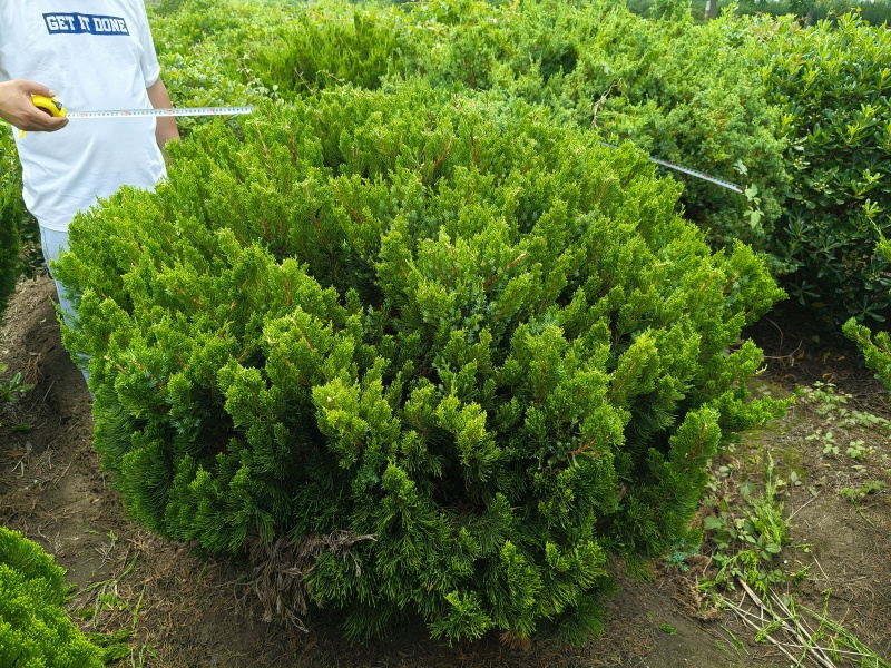 龙柏球冠幅:1.2m、1.5m量大，价优欢迎来一亩田订购