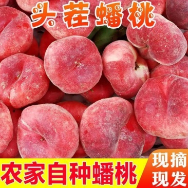 精品毛蟠桃大量供应对接各大市场商超电商加工厂