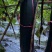 冬瓜