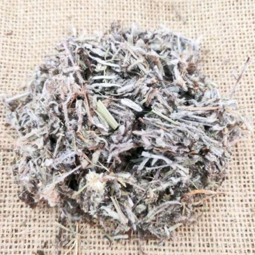 中药材老头草火绒草