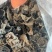 东北大筋水发木耳产地直供高泡发质量保证