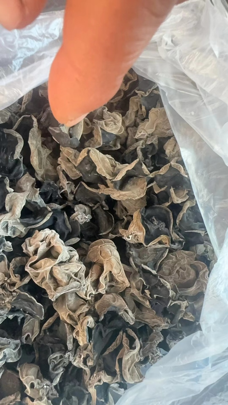 东北大筋水发木耳产地直供高泡发质量保证