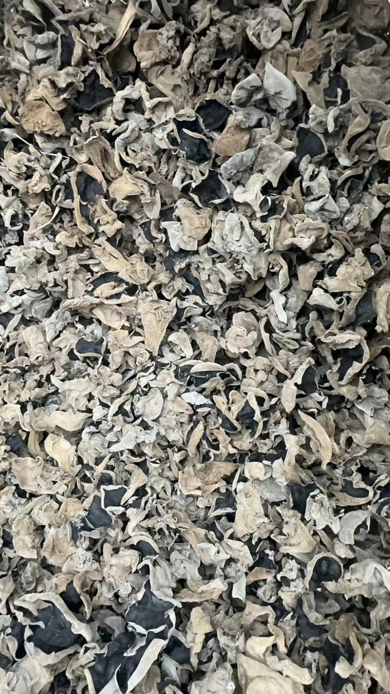 东北大筋水发木耳产地直供高泡发质量保证