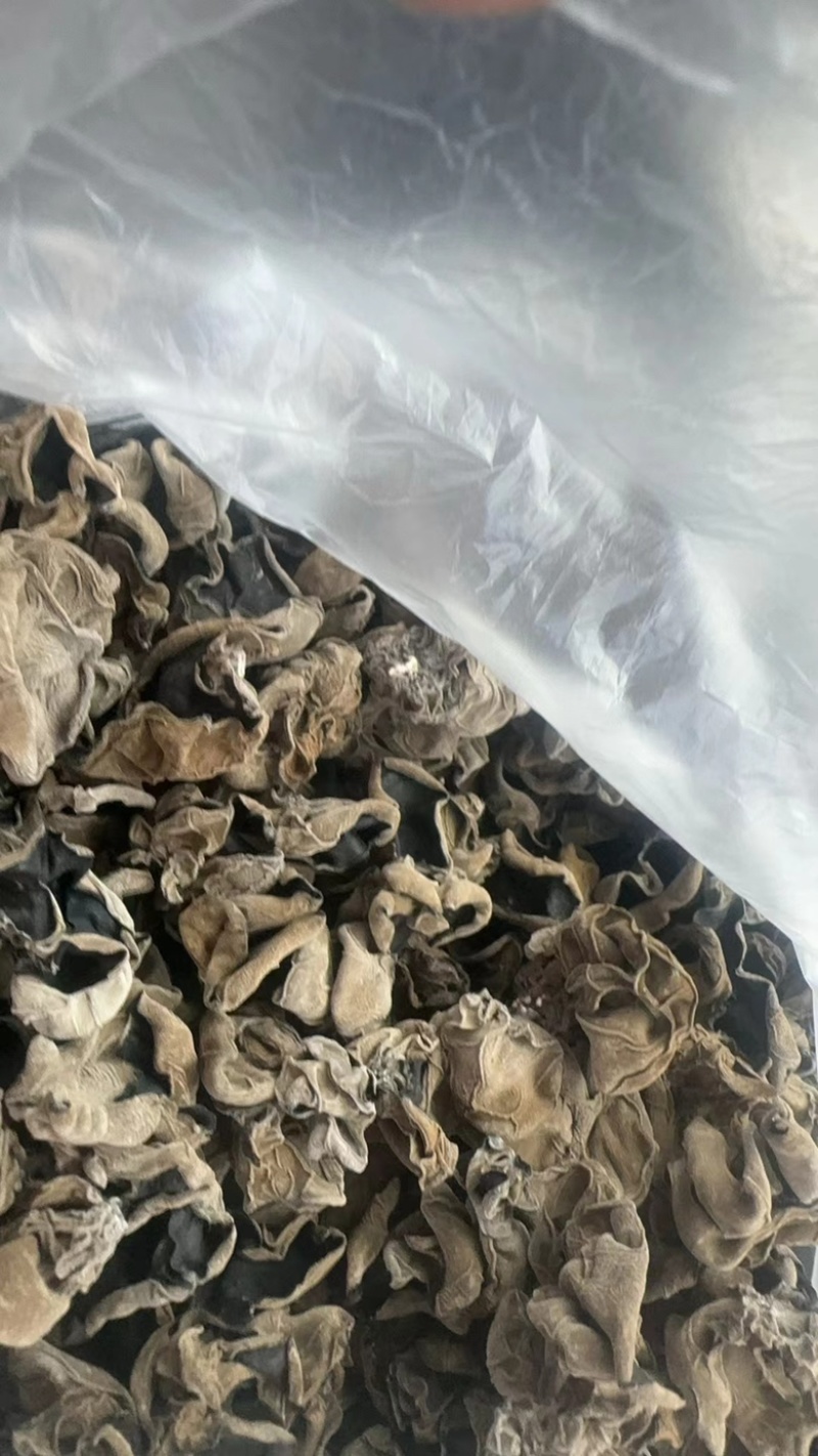 东北大筋水发木耳产地直供高泡发质量保证