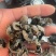 东北大筋水发木耳产地直供高泡发质量保证