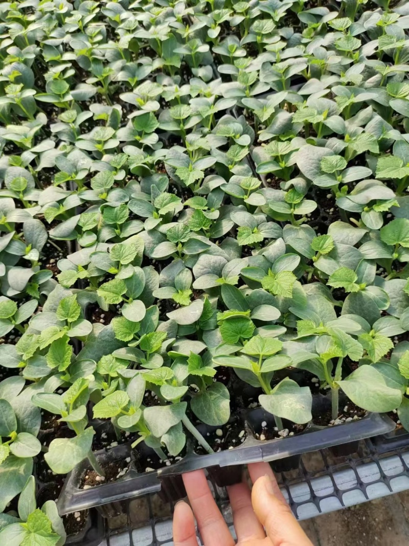 黄瓜苗德瑞特有需要的联系我，聊城德瑞特全系品种都有