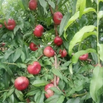 36_3大量现货6月19号有需要的老板