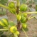 无花果树苗，彩色无花果，基地直发签约合同，实地考察包品种