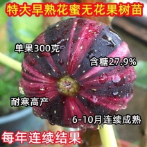 无花果树苗，彩色无花果，基地直发签约合同，实地考察包品种