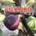 无花果树苗，彩色无花果，基地直发签约合同，实地考察包品种