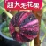 无花果树苗，彩色无花果，基地直发签约合同，实地考察包品种
