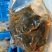湖南厂家直供卤甲鱼生胚供应预制菜供应质量保证