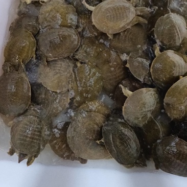 湖南厂家直供卤甲鱼生胚供应预制菜供应质量保证