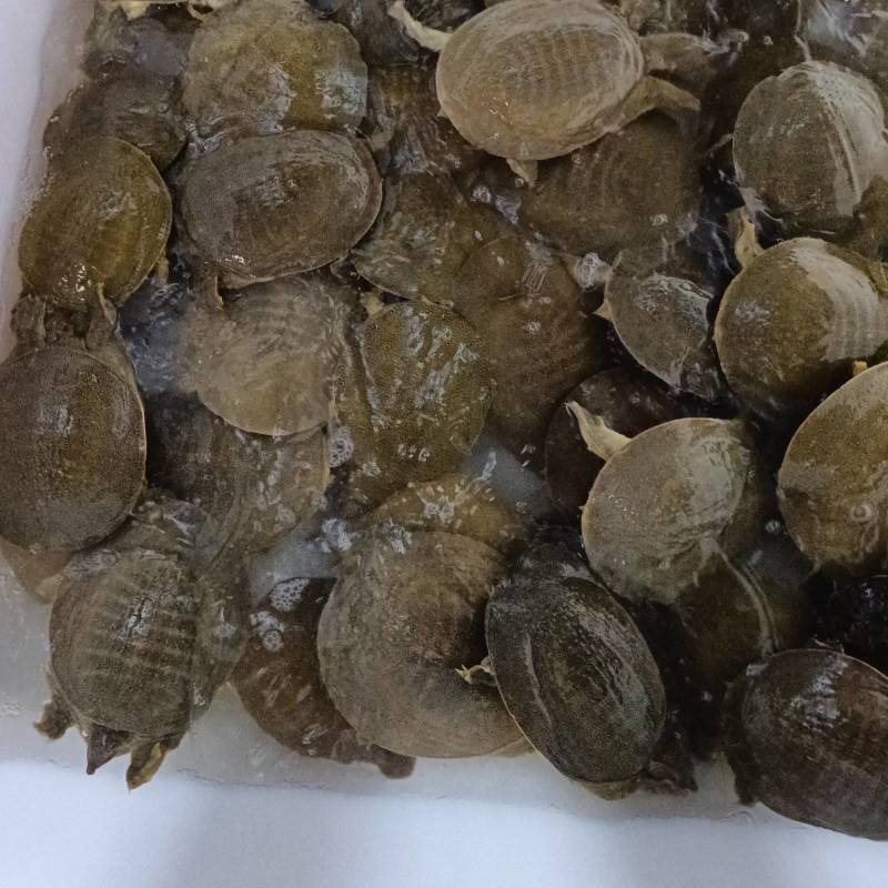 湖南厂家直供卤甲鱼生胚供应预制菜供应质量保证