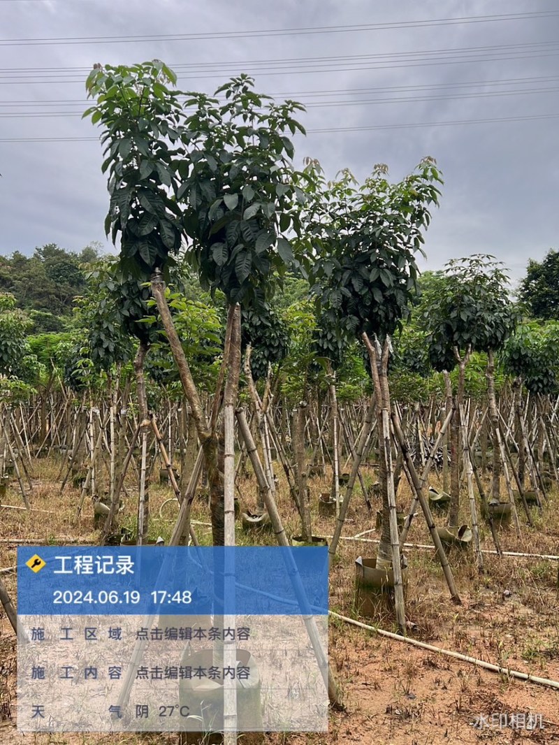 紫花风铃木3-15分，丛生，嫁接锈球，全冠等，大量出售