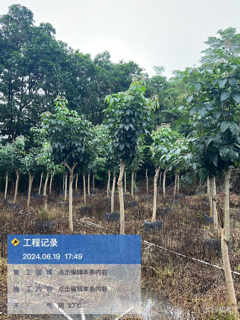 紫花风铃木3-15分，丛生，嫁接锈球，全冠等，大量出售