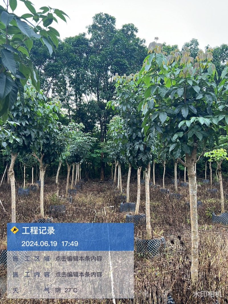 紫花风铃木3-15分，丛生，嫁接锈球，全冠等，大量出售
