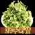 苦瓜干丝苦瓜干片架子晒干干净卫生品质高低价格