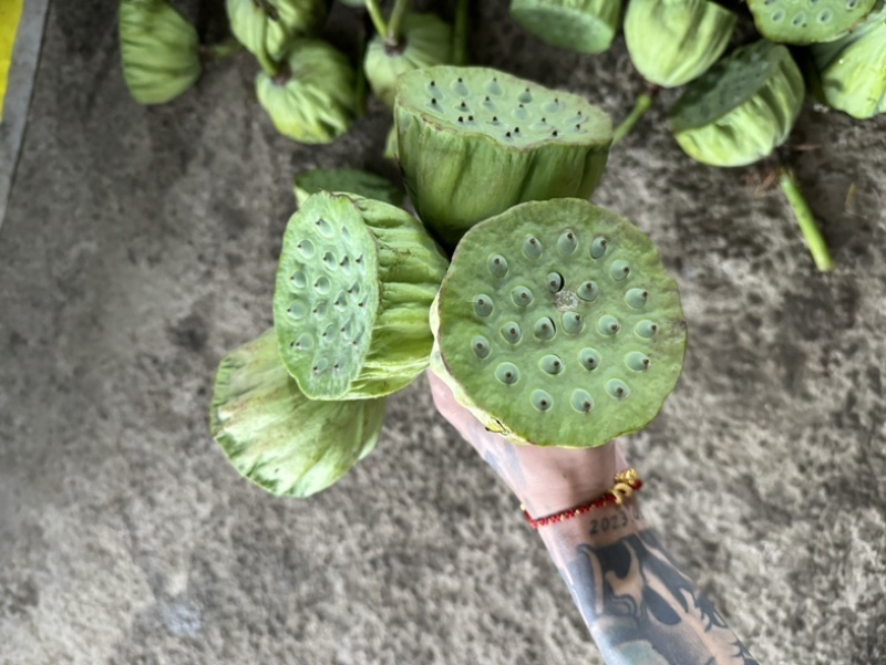 新鲜水果嫩莲蓬