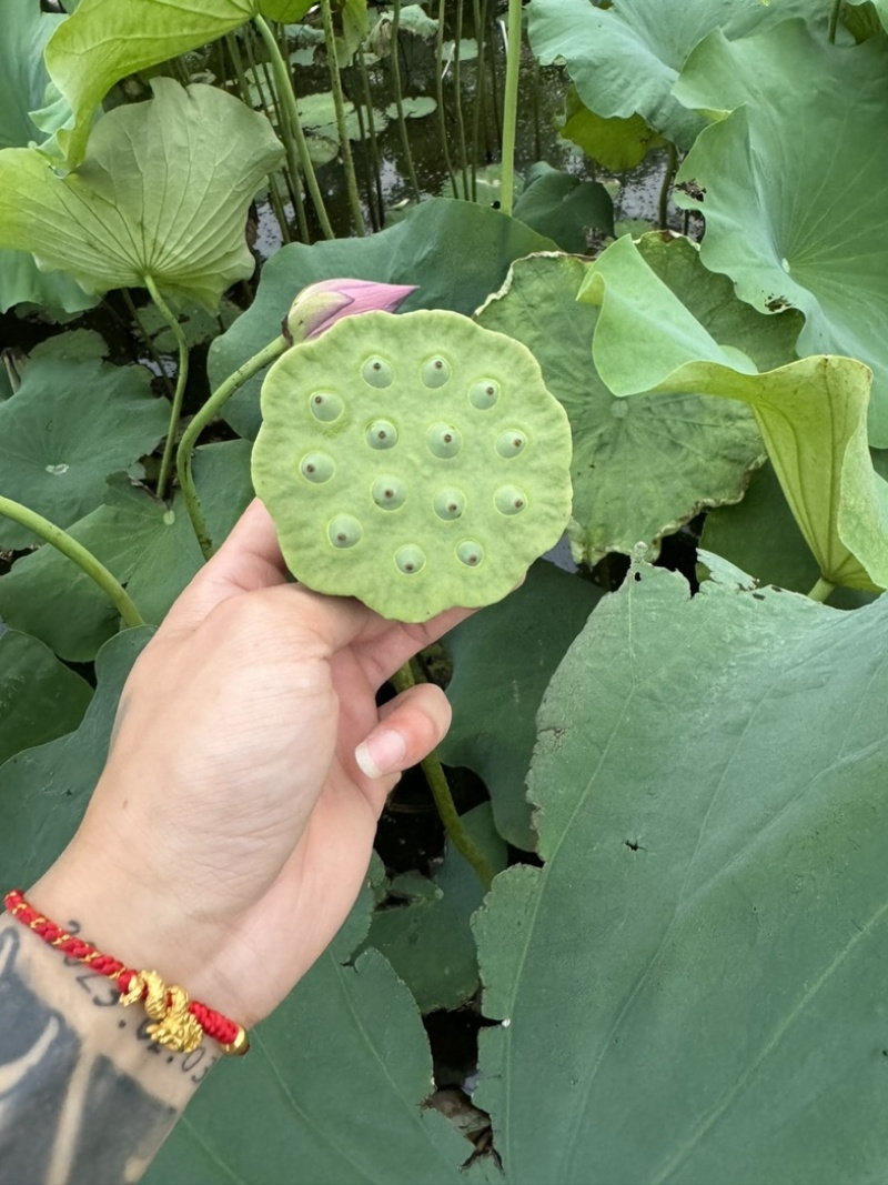 新鲜水果嫩莲蓬