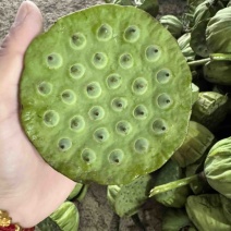 新鲜水果嫩莲蓬