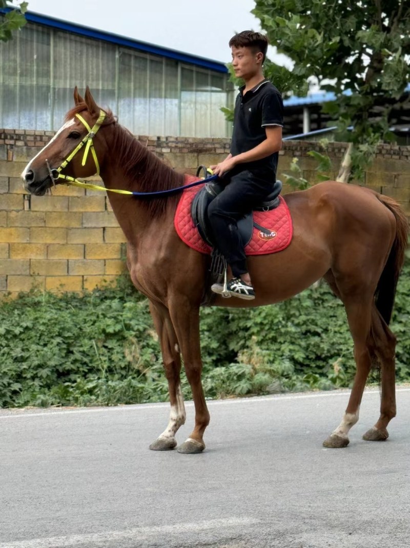 骑乘大马温顺好骑听口令老人小孩都可骑新手可骑