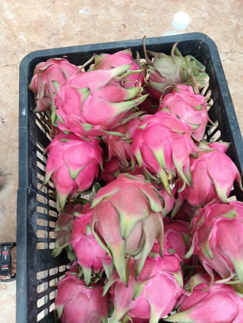 新鲜火龙果，价格实惠