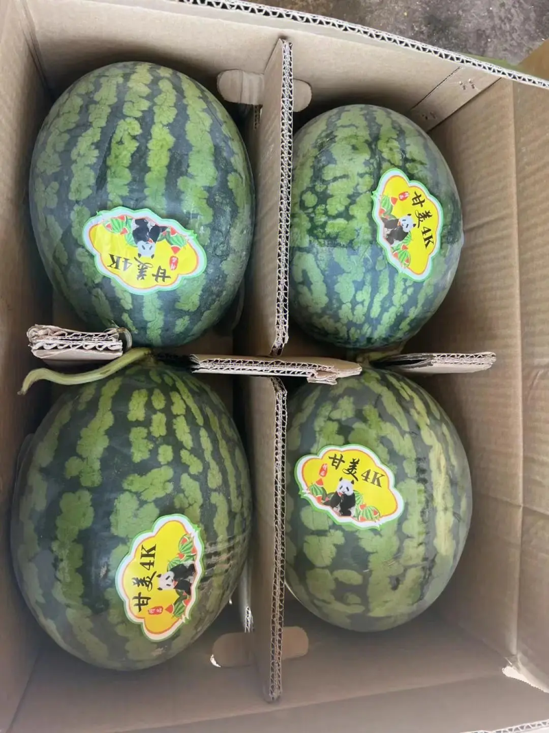 【西瓜】陕西精品甘美4K西瓜大量上市现摘现发可供商超市场