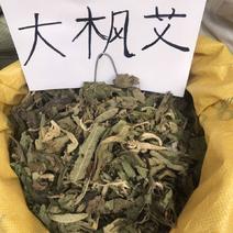 大风艾中药材大枫艾艾纳香牛耳艾