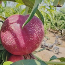 麻脸大油桃油桃