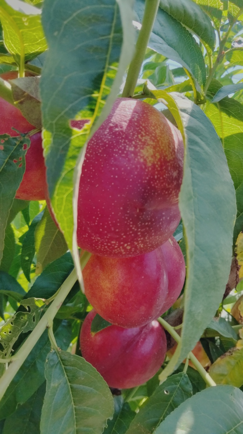 麻脸大油桃油桃