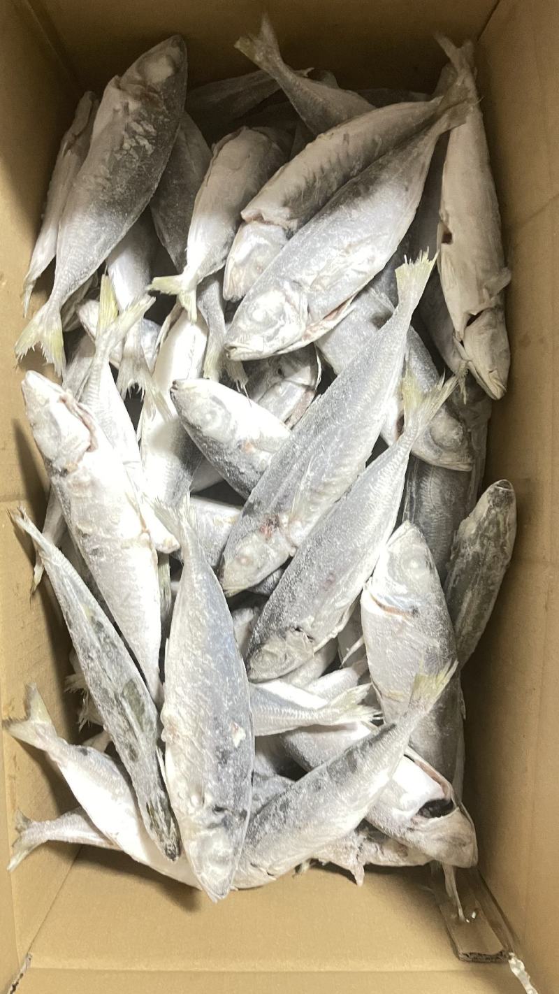 灯捕巴浪鱼（去腮去肚）