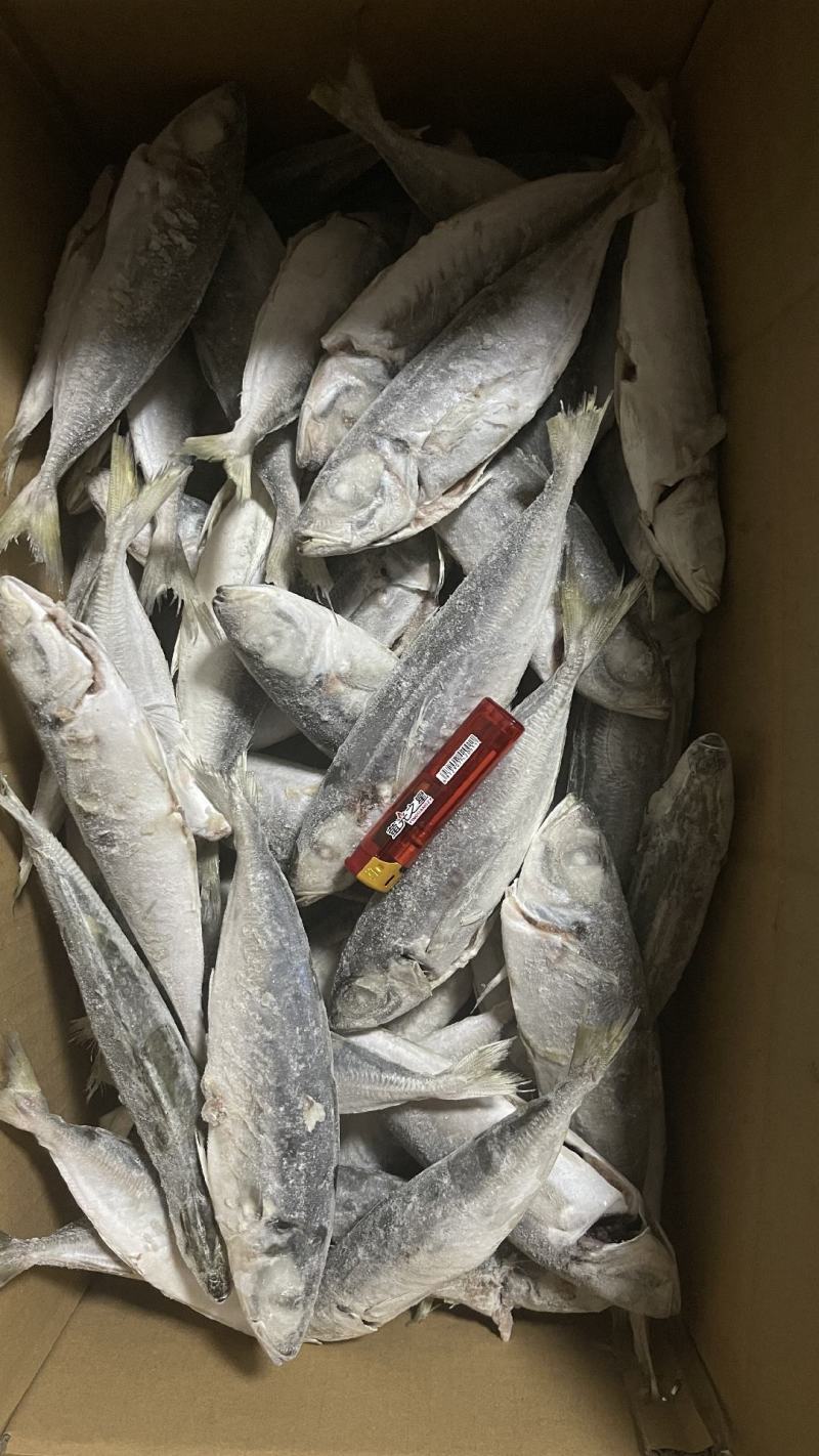 灯捕巴浪鱼（去腮去肚）