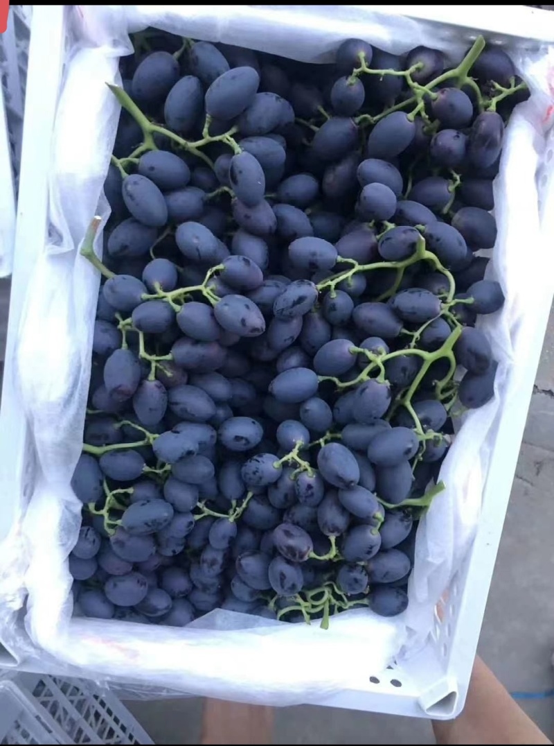 河北衡水饶阳17葡萄
