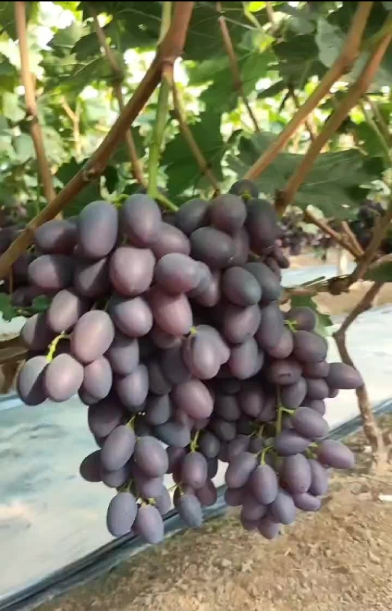 河北衡水饶阳17葡萄